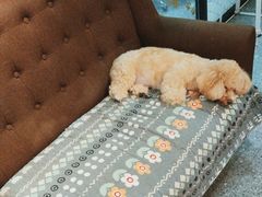 -小呆的宠物店·宠物售卖·宠物寄养(城西店)