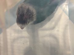 -雨林宠物医院 非犬猫异宠专科