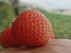 -大自然农场蔬菜草莓采摘园
