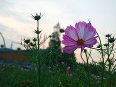 -田园东方蜜桃村的田野营地