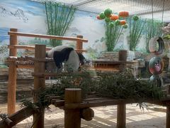 -西霞口神雕山野生动物世界