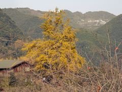 -四明山国家森林公园