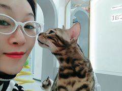 -糯米喵星人·撸猫猫舍咖啡馆(西市场嘉华店)