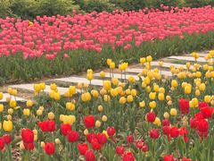 -洛阳郁金香牡丹园