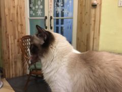 -猫色咖啡·猫咖