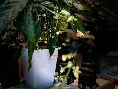 -Peet's Coffee皮爷咖啡(武商Mall手作店)