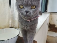 -猫小院猫主题餐厅(南锣旗舰店)