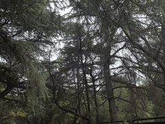 -明鲁王陵
