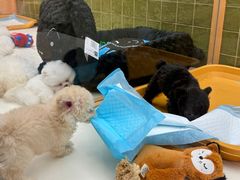 -帕帕拉兹宠物(亚洲旗舰店)