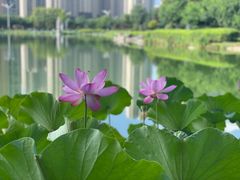 -木塔寺遗址生态公园