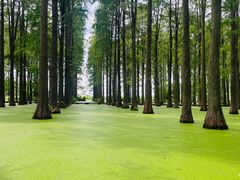 -渌洋湖湿地公园