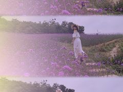 -大塘金香草谷