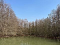 -上海海湾国家森林公园