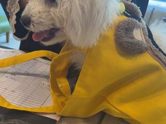 -瑞派申生动物医院·24H夜诊·国际动物医疗中心·骨外科(吴中路店)