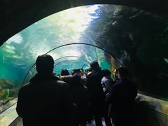 -洛阳龙门海洋馆