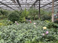 -南宫五洲植物乐园