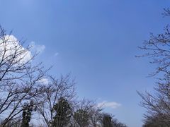 -天王浮山樱花园