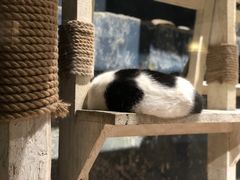 -猫咪博物馆(顶澳仔猫街店)