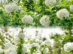 -上海滨江森林公园