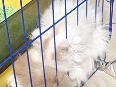 -瑞派伍一宠物医院·眼科·骨科·猫科转诊中心(马王堆院)