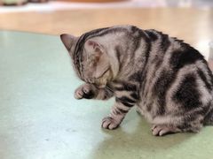 -猫和宫(六道口店)