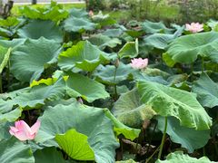 -杭州花家山庄