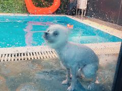 -Goku PET SHOP宠物视觉生活馆(双井店)