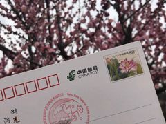 -香雪海