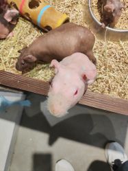 -酷嗒动物文化乐园(cutezoo西溪乐天城店)