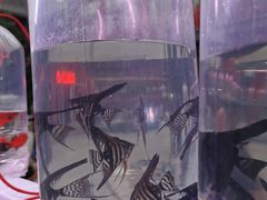 -华声天桥民俗文化园