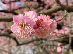 -梅花山(明孝陵内)