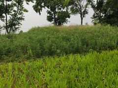 -九里河湿地公园