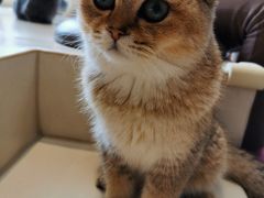 -飞行喵MR PILOT|猫舍·猫咖(静安大融城店)