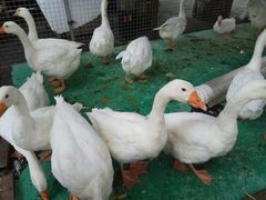 -大鹅岛绿色生态美食园