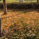 故都的秋