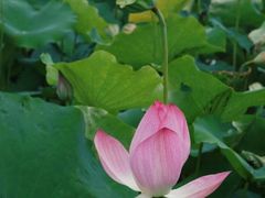 -梅州天地人花园酒店(梅县人民广场店)