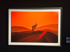 -罗红摄影艺术馆