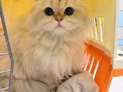 -中农国际动物医院24小时·猫科·骨科·急重症中心