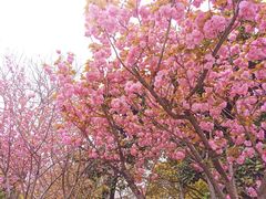 -高东镇樱花园
