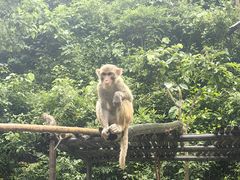 -西双版纳原始森林公园