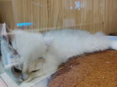 -屋虎猫馆(宝安大仟里店)