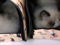 -达爱动物医院·犬猫分区·CT·复杂眼科(远洋山水分院)