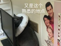 -瑞派康怡24h宠物医院·犬猫医疗中心·微创绝育(瑞景分院)