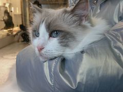 -喵喵咪呀布偶猫咖(春熙路店)