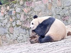 -都江堰中华大熊猫苑