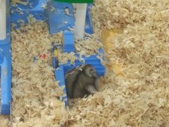 -龟与熊猫宠物公园(南坪店)