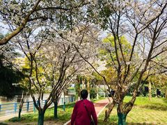 景点-高东镇樱花园