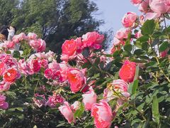 -上海辰山植物园