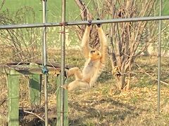 -合肥野生动物园