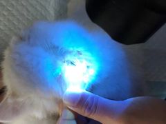 -飞行喵MR PILOT|猫舍·猫咖(静安大融城店)